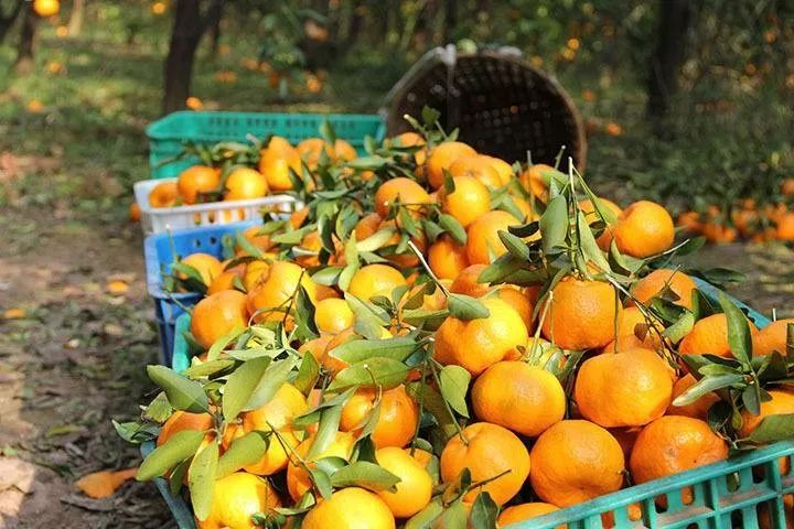 四川丑橘：它有多丑，就有多甜