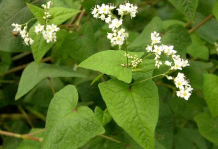 野兰荞的功效与作用(野兰荞的功效与作用图片 四川)-我的快乐小窝