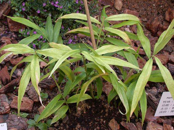 高良姜,见过吗?善于温散脾胃寒邪,止痛,止呕