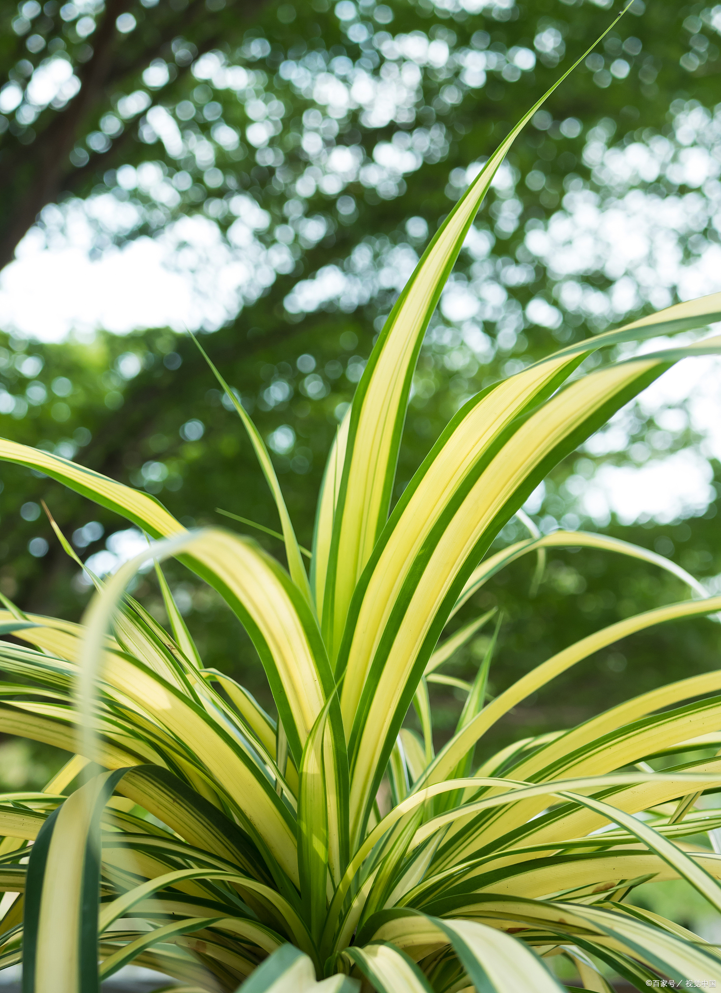 银边吊兰价格(吊兰有) - 价格百科