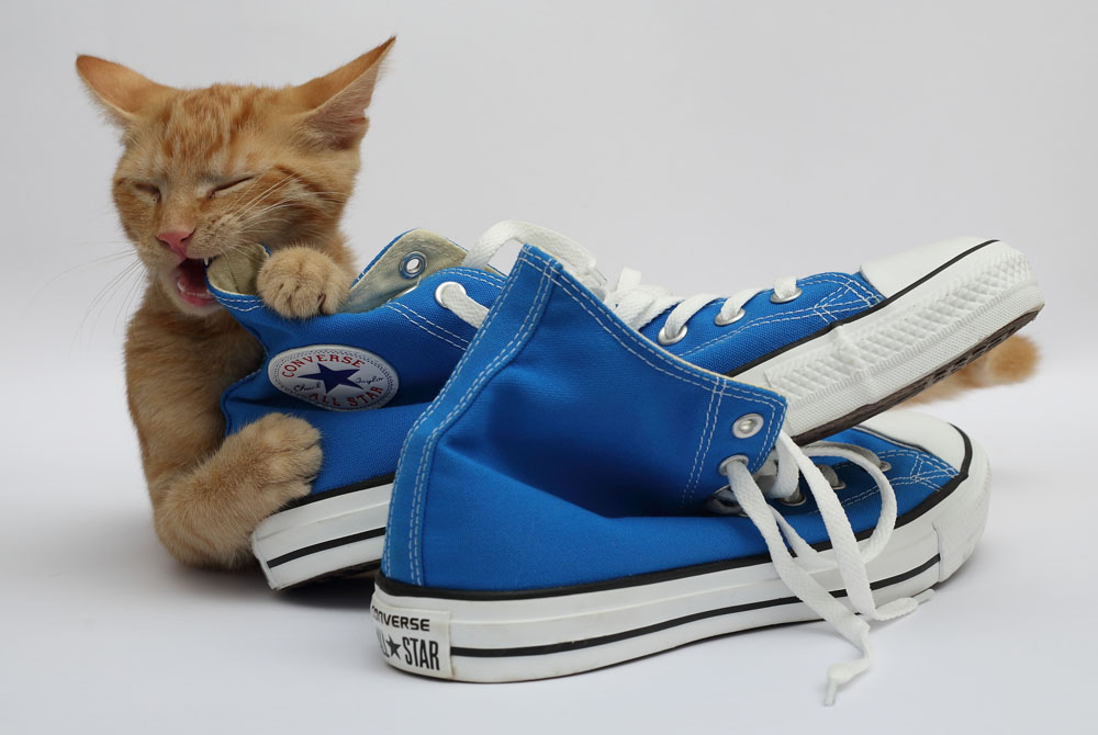 猫咪有几种表现，说明它“依赖”你