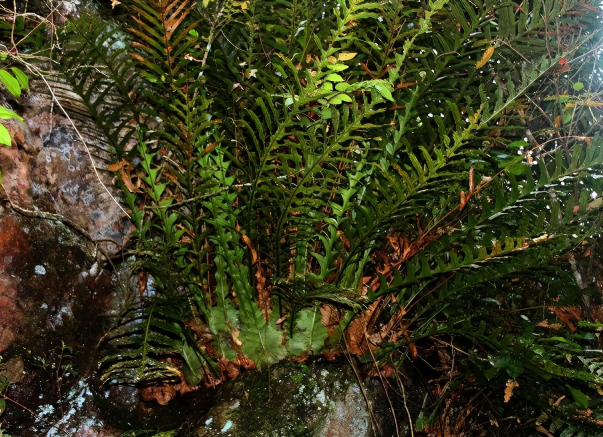 “宝藏植物”骨碎补：根块像生姜，常寄生枯树上，见到别随意采挖