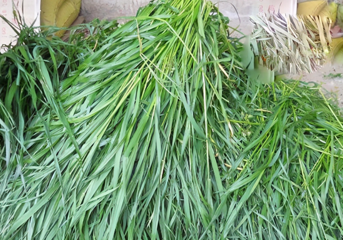 6種高產易種植的牧草，一年可收割多次，種1次可連著收10年