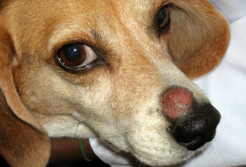 狗狗常见的6种皮肤病，它们有这些特征