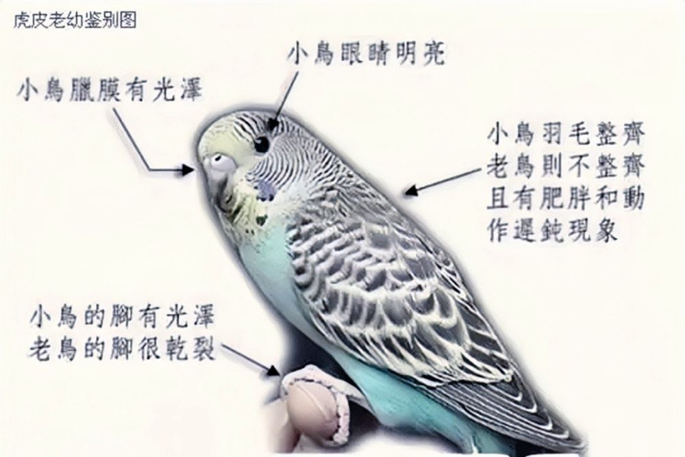虎皮鹦鹉怎么区分公母，图文解说，包涵全部成长周期图片！必看！