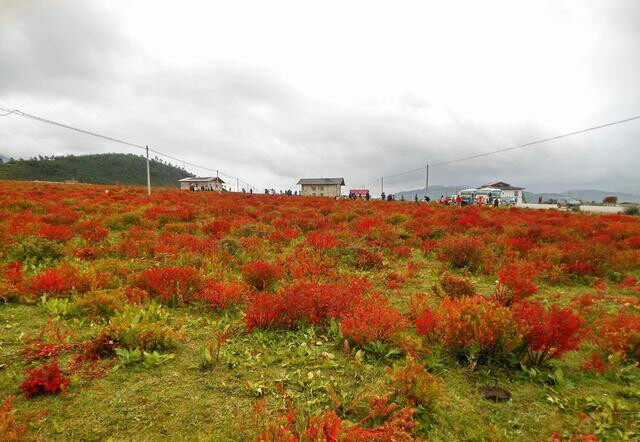 季节之秋，落叶如花，秋水无尘，精美至极，满心欢喜