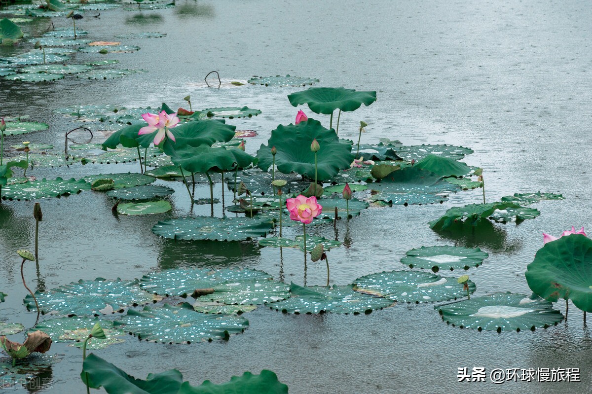 【月隐星沉迎朝霞：昨夜的月亮悄然退场，今日的日出在天际绘就第一抹绚丽】