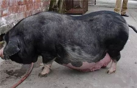 母猪产房除潮、仔猪补料等小技巧