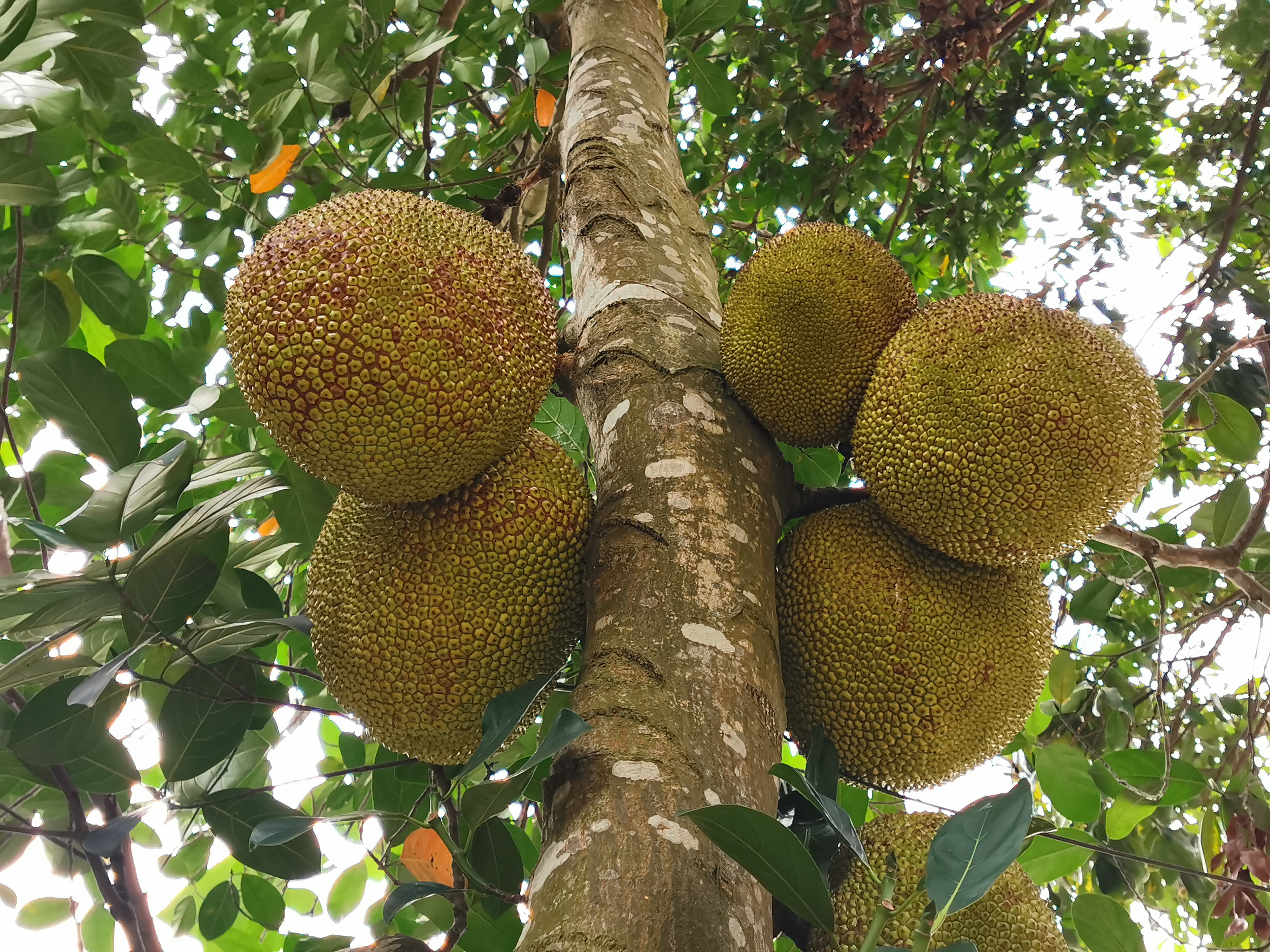 如何挑选到又香又甜的菠萝蜜?以下这些技巧非常实用