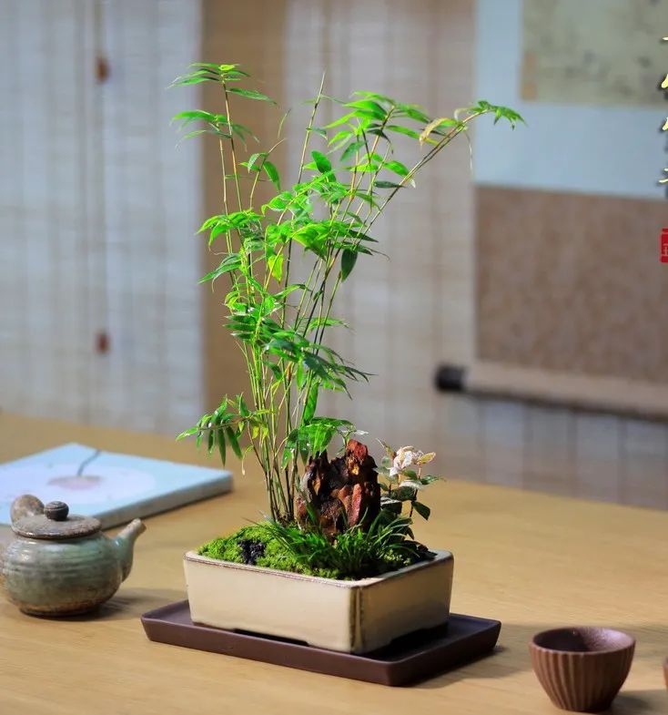 家里养盆小竹子，节节高升，寓意好，好养又耐欣赏