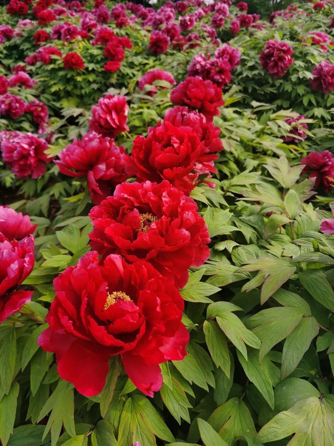 开花正红色的牡丹,跟中国传统的中国红一样颜色,是很多人喜欢的一个