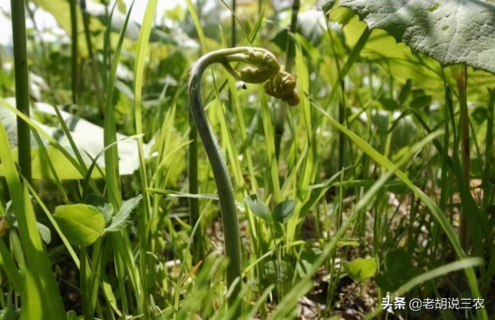 猫爪子野菜是什么（著名的山菜之王中却含有致癌物）