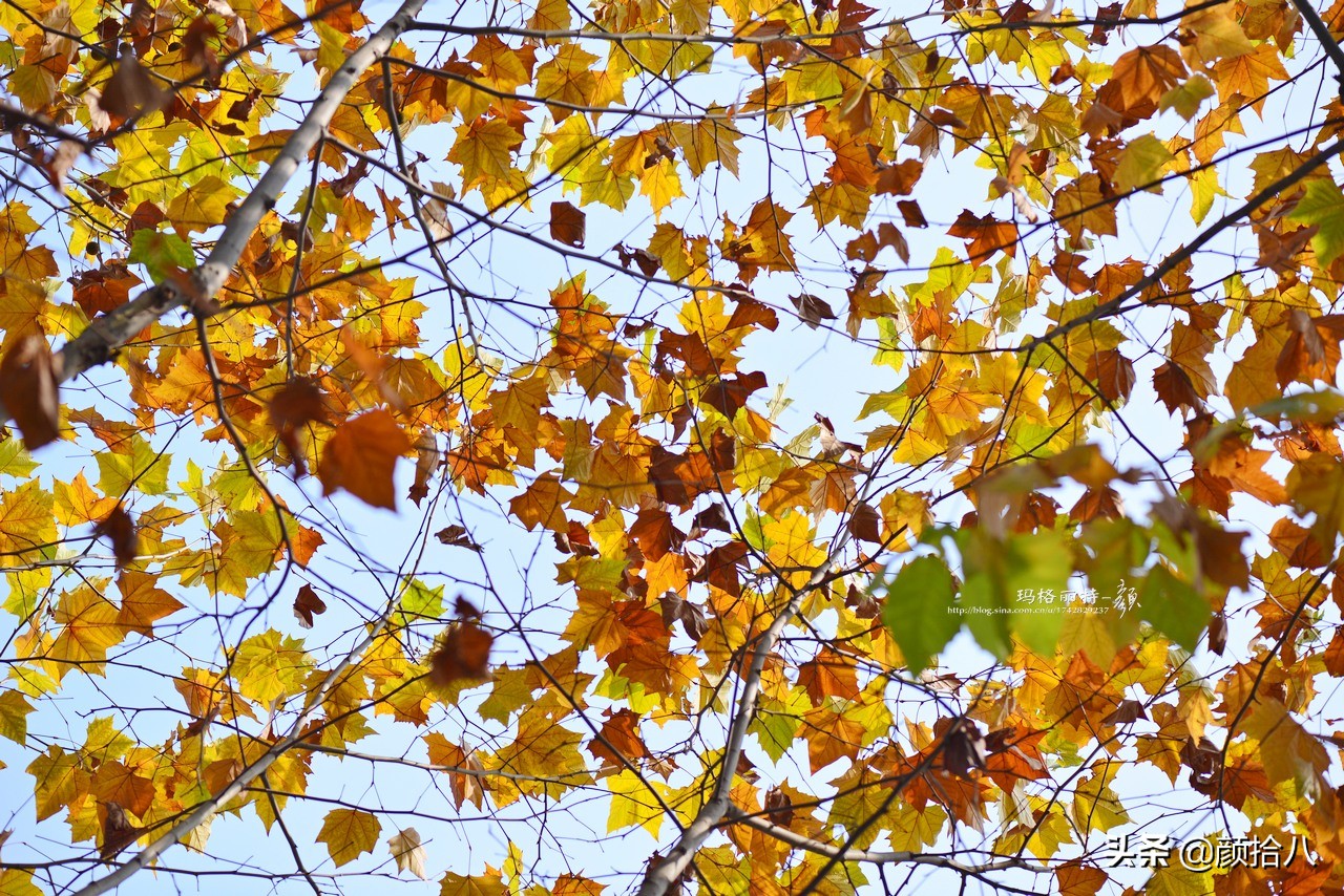 落叶和常绿的那些树 常绿树和落叶树有哪些树 - 情书号