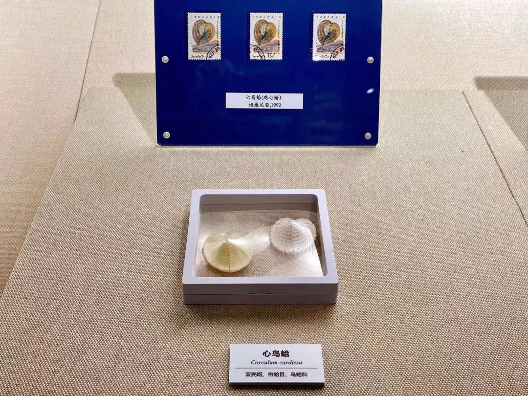 贝壳和贝壳的制造者（一）：它们的名字