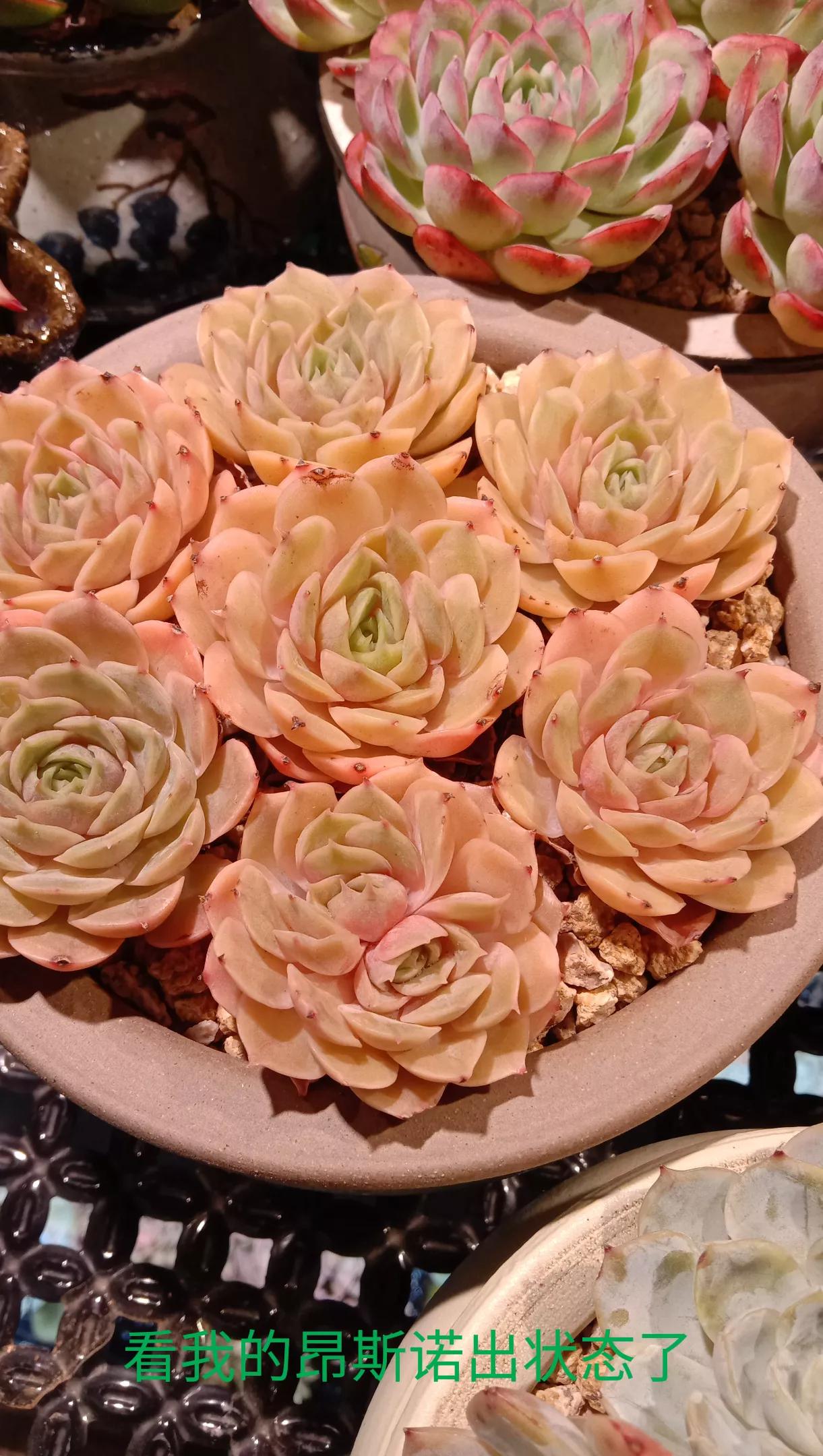 怎样把多肉昂斯诺养好