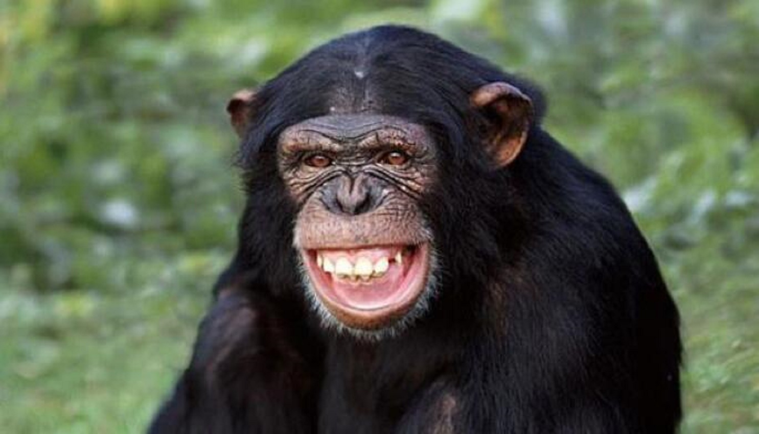 猩猩和人能否孕育后代?科学家曾用实验验证,最后得出啥结论?