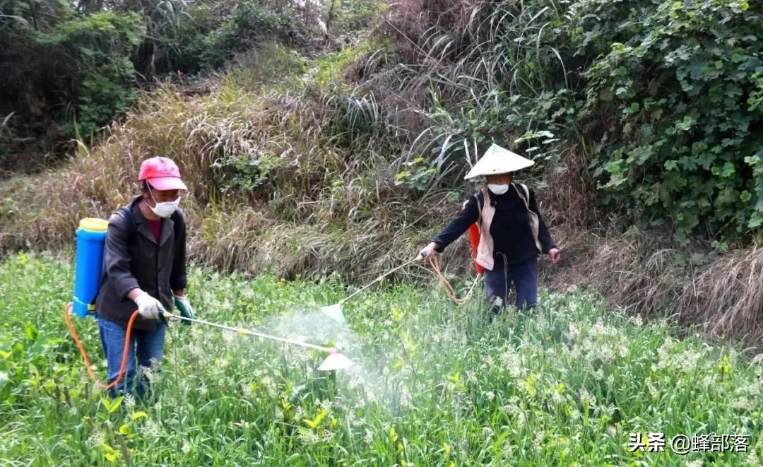 农村一些动物不见了踪影，野鸡却泛滥成灾成常态，为啥？5个原因