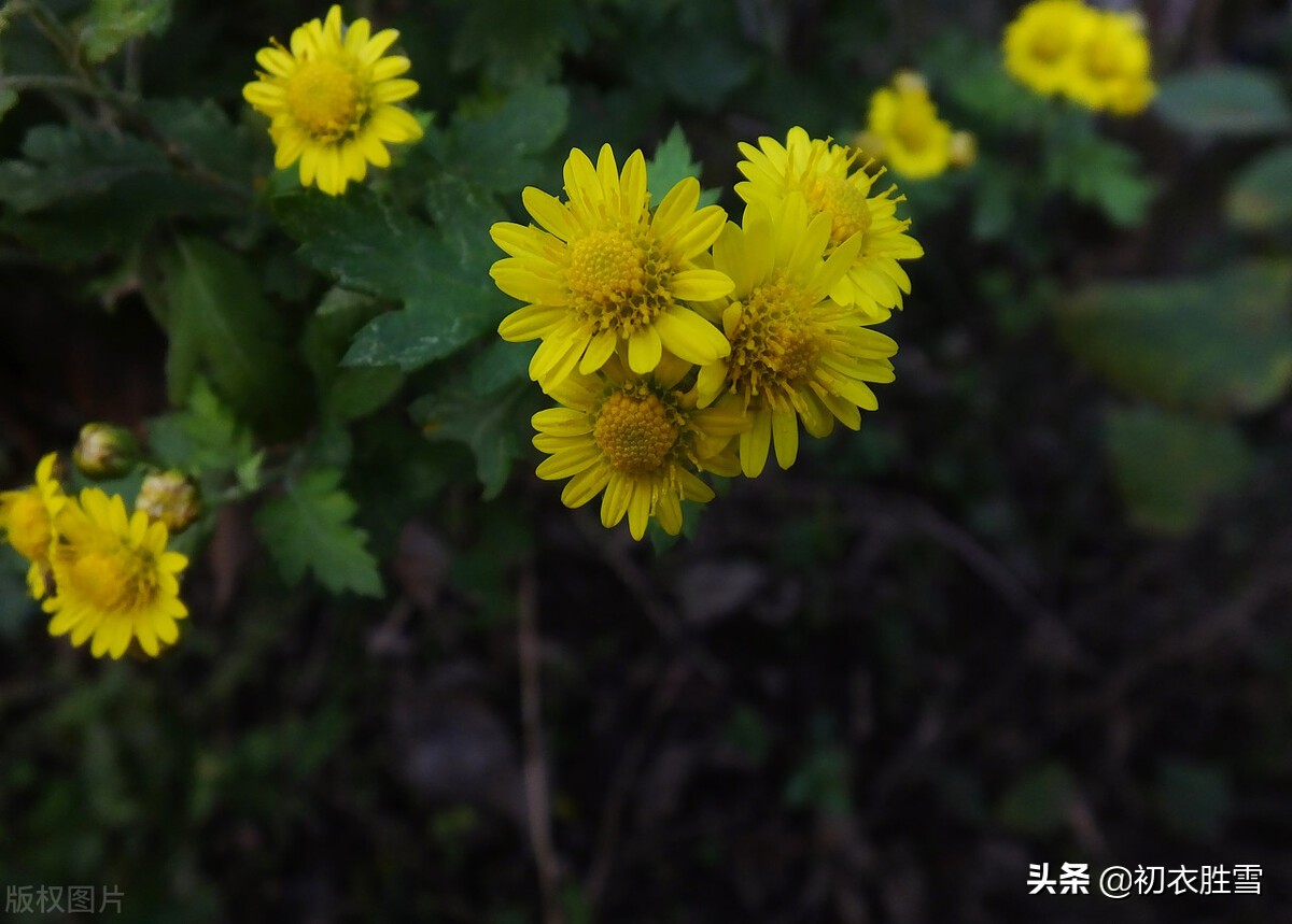 晚秋美词三首，千林红叶同春赏，一本黄花金十串