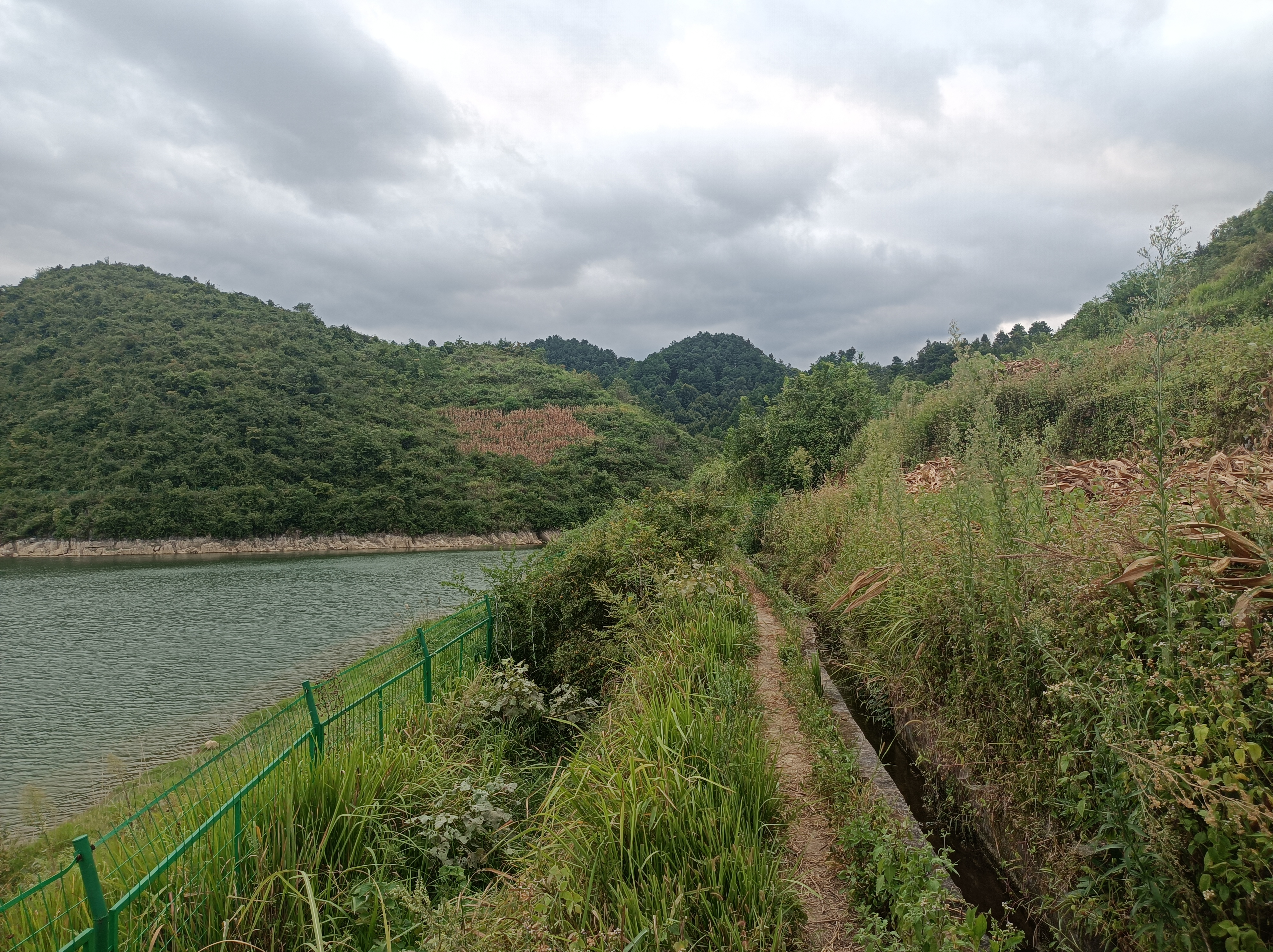 秋收时节稻飘香，怀念父亲又思乡