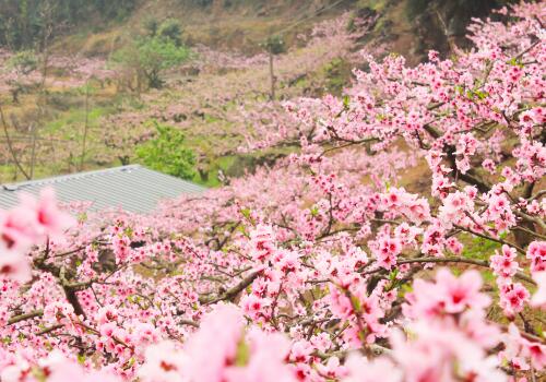 桃花几点开花（桃花的分布情况及开放时间）