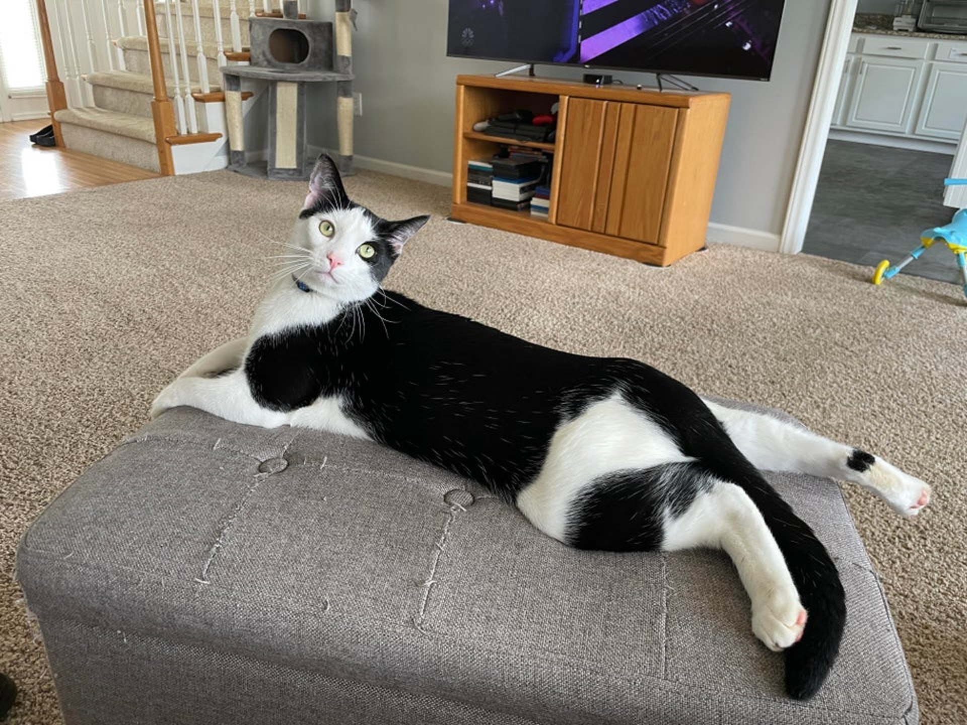 正所谓「十只橘猫九隻胖,还有一只特别胖」,只要猫咪卖个萌,你便很