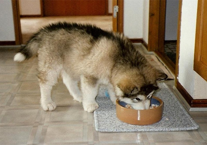 相信各位肯定和我的朋友一样都听说过狗狗如果进食太快,很有可能会