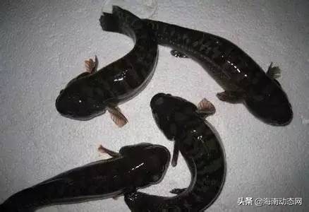 海魚圖片大全,海魚圖片大全及名稱