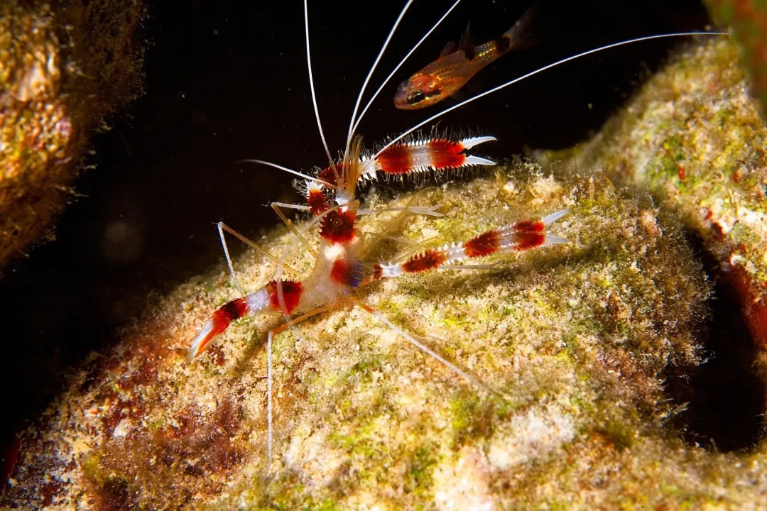 世界上最漂亮的5种虾世界上最漂亮的虾是哪种