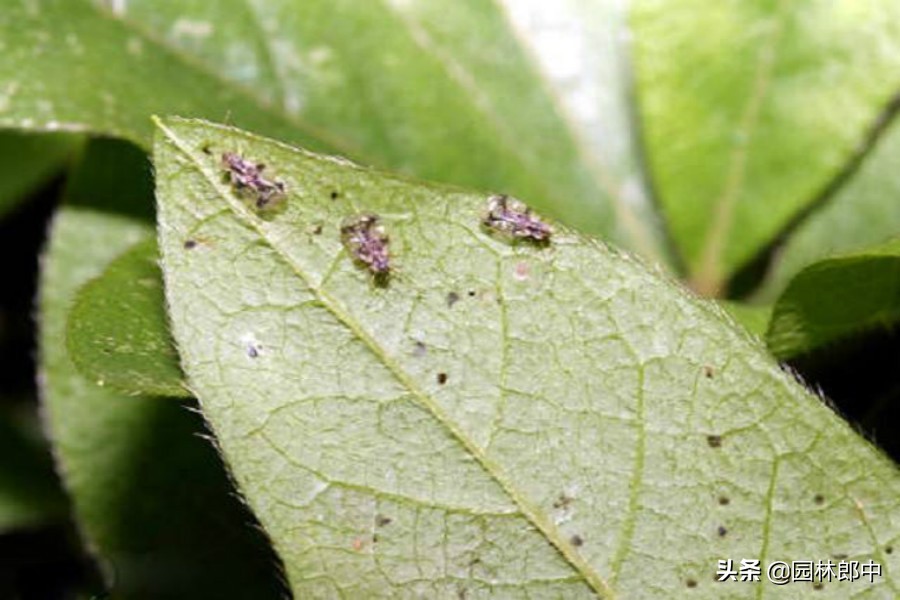 杜鹃叶片呈现灰白色,不要不在意,可能是杜鹃网蝽在危害