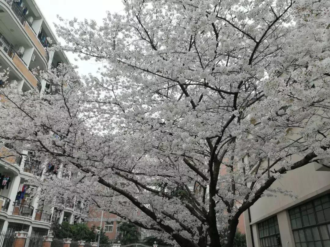 考研院校说 | 同济大学：同舟共济，同济古训！