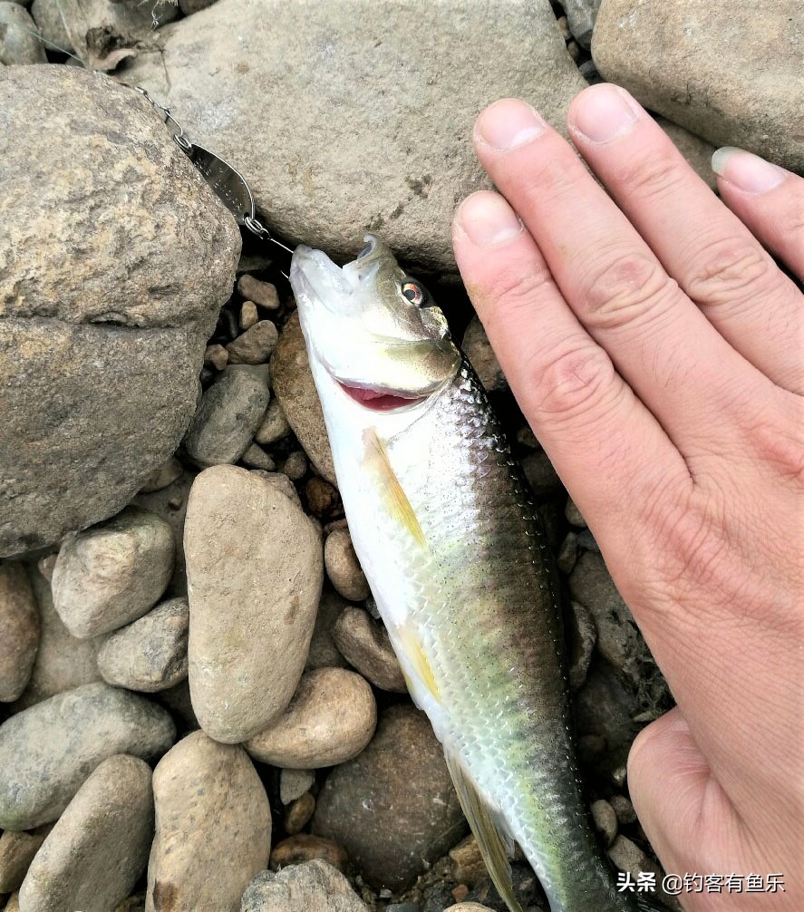 大翘嘴不靠岸,用矶钓爆竿不停;钓马口鱼,钓法4选1满满爆护