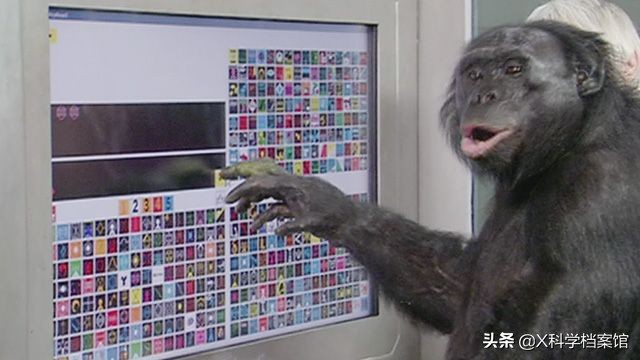 跪了！动物界的高智商动物们，它们比你想象的要聪明的多