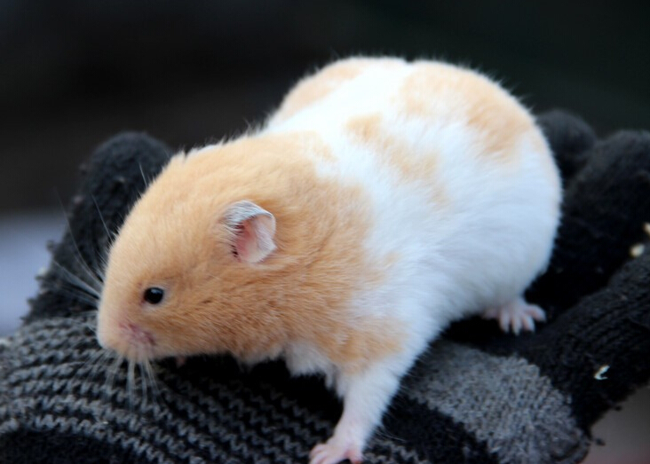 国内外宠物鼠种类大全