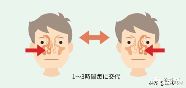 感冒时为什么鼻子只有一边通气？因为两个鼻孔总有一个在偷懒
