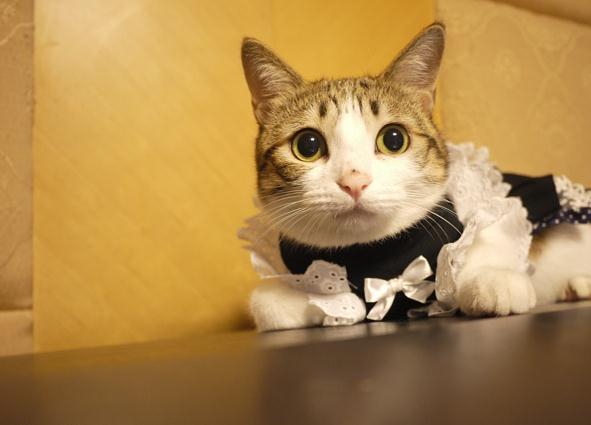 瓜皮猫是什么猫(网络上流行的瓜皮猫详情介绍)