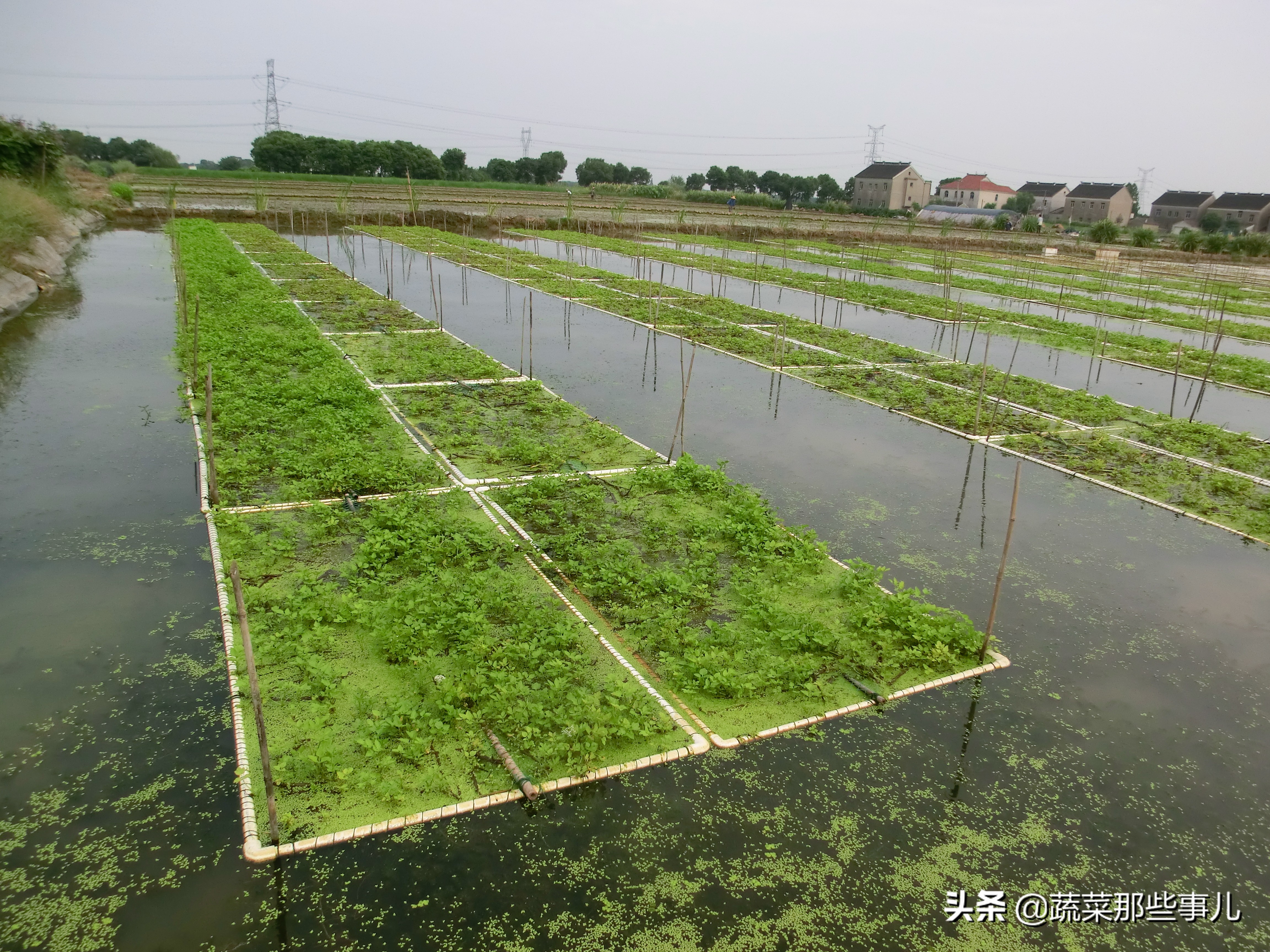 新技术：水芹种在浮排上，泥鳅浮排下面游，每亩产值4万元