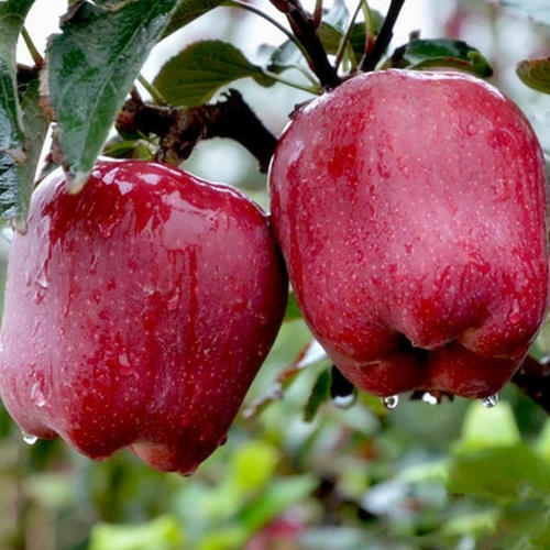 4种名字里带"龙"的水果,你吃过几种呢?