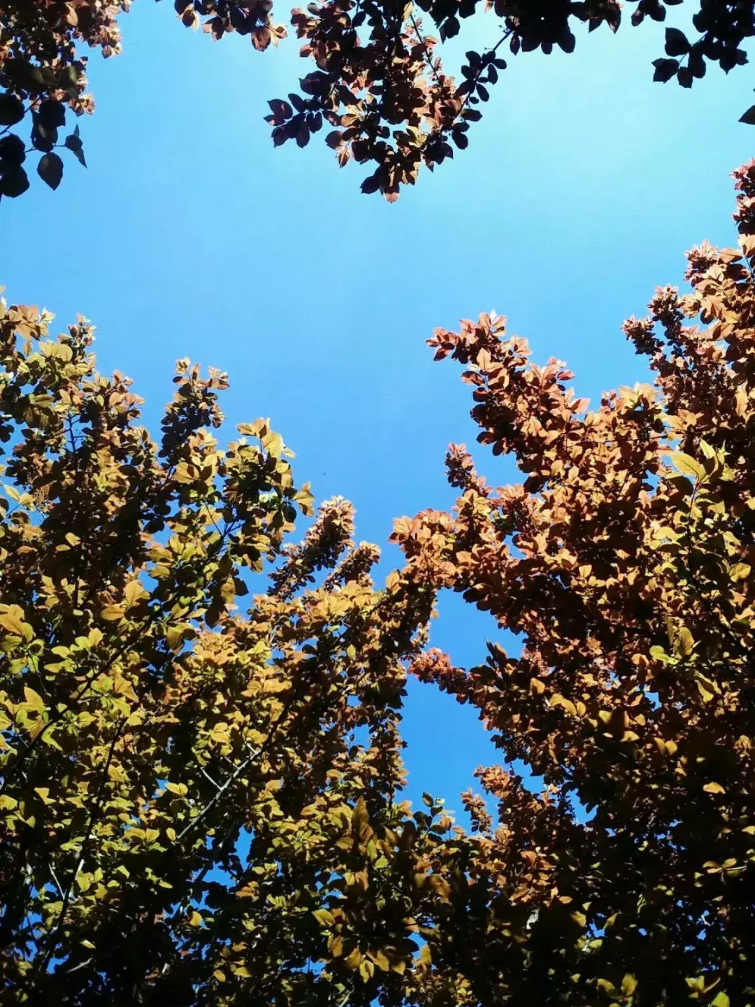 纵使时光流逝 我已不在你的身旁 我的母校市三中