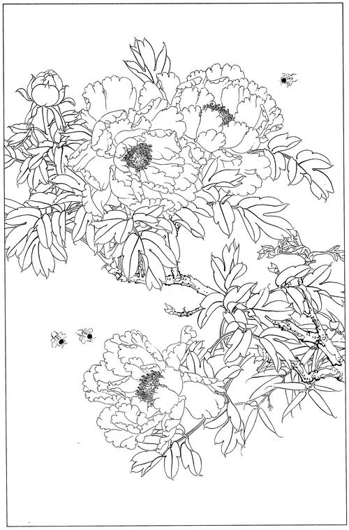 牡丹高清白描线稿图片下载67幅