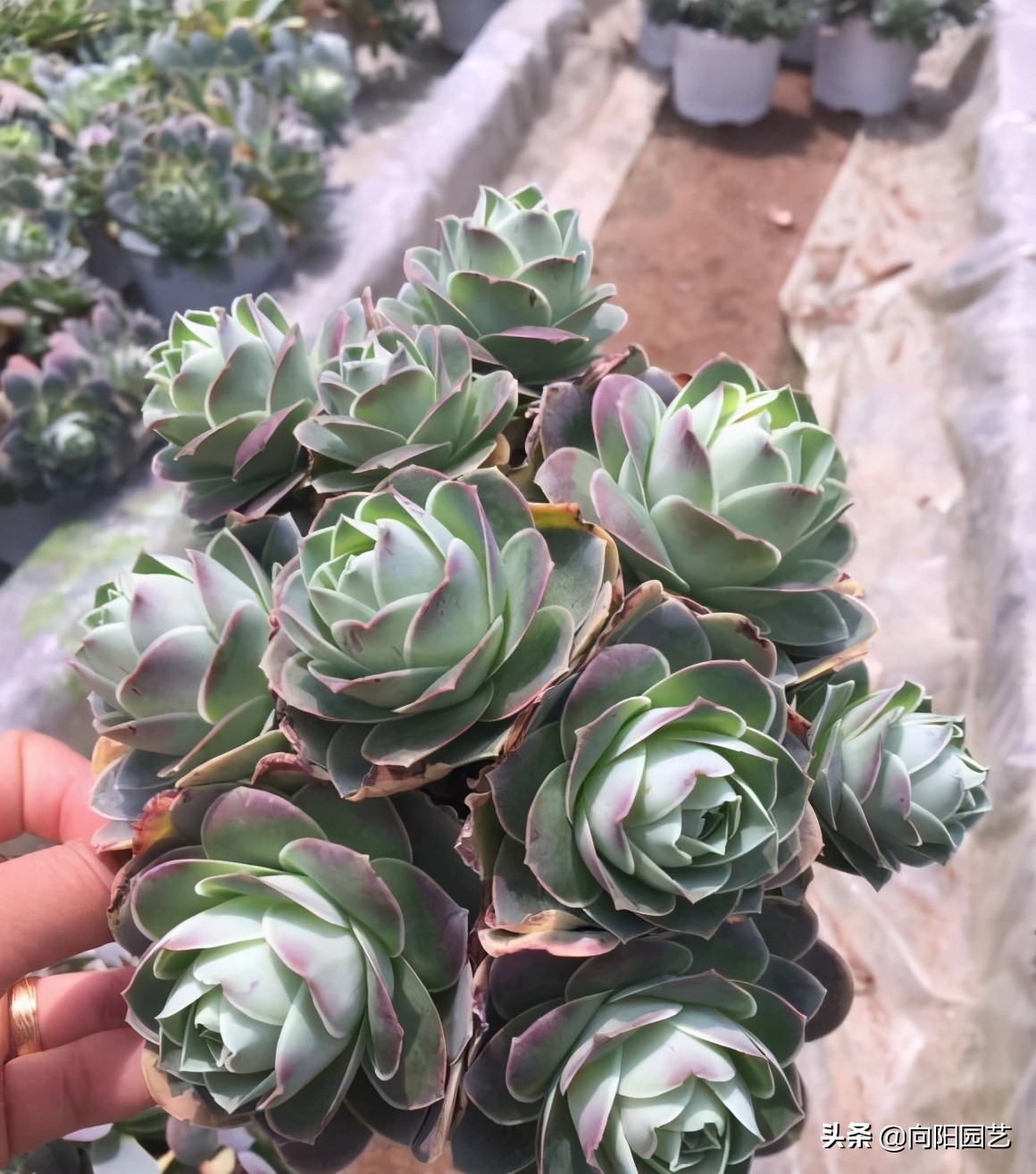 多肉"酒杯玫瑰",高温必须断水,花土里有水,指定黑腐掉