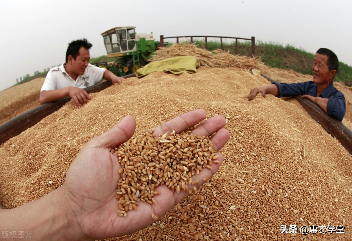 目前小麦多少钱一斤？能涨破1.4元吗？2021小麦行情最新走势预测