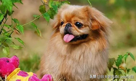 五种适合家养的mini宠物狗,你最喜欢哪种呢?