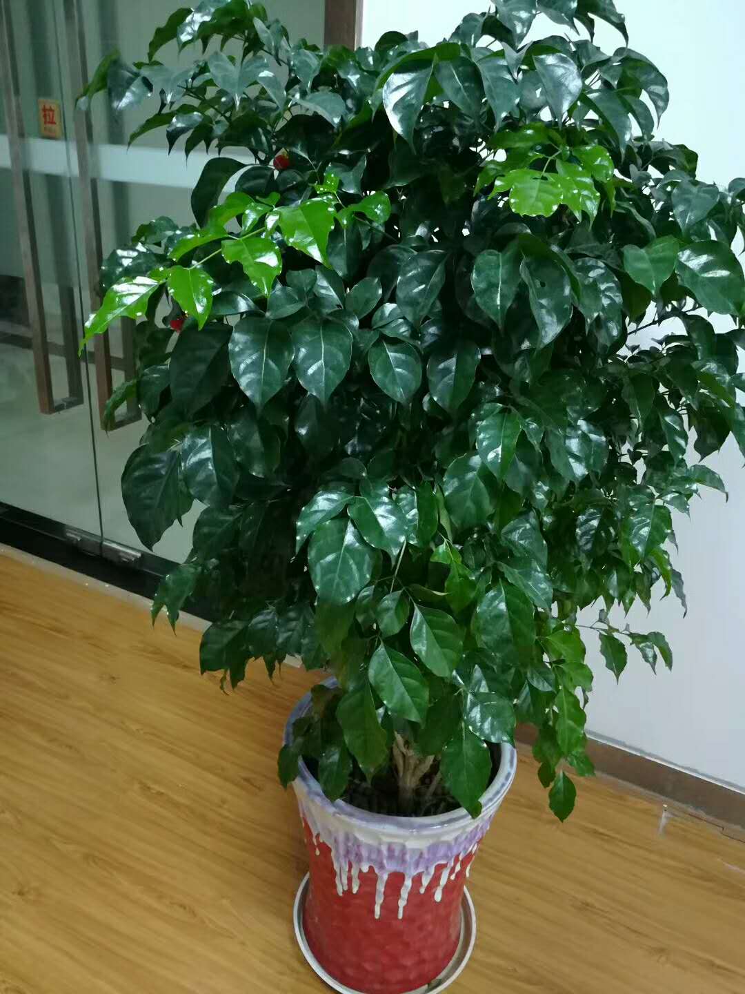 花卉绿植盆栽有什么推荐（100种室内盆栽花草图鉴）