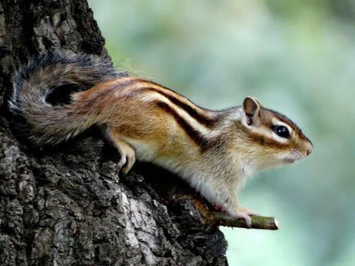 金花松鼠如何饲养