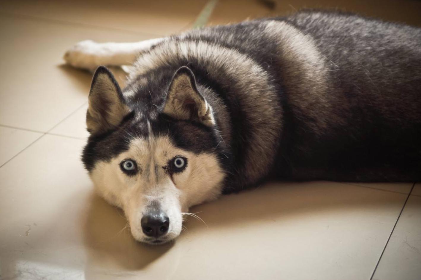 或许是某个爱心爆棚的古人,想去挑逗路边的一条狗,原本以为迎接他的是