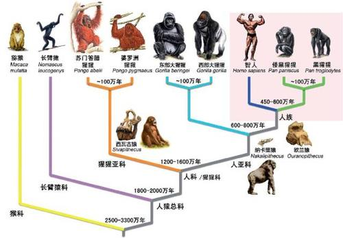 人到底从哪来？第一个人是谁？