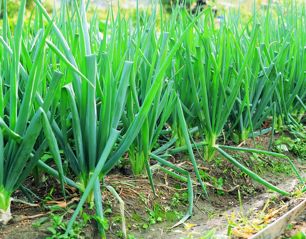 农村12种家常青菜,不长虫子不打药就能吃到,种植起来也简单