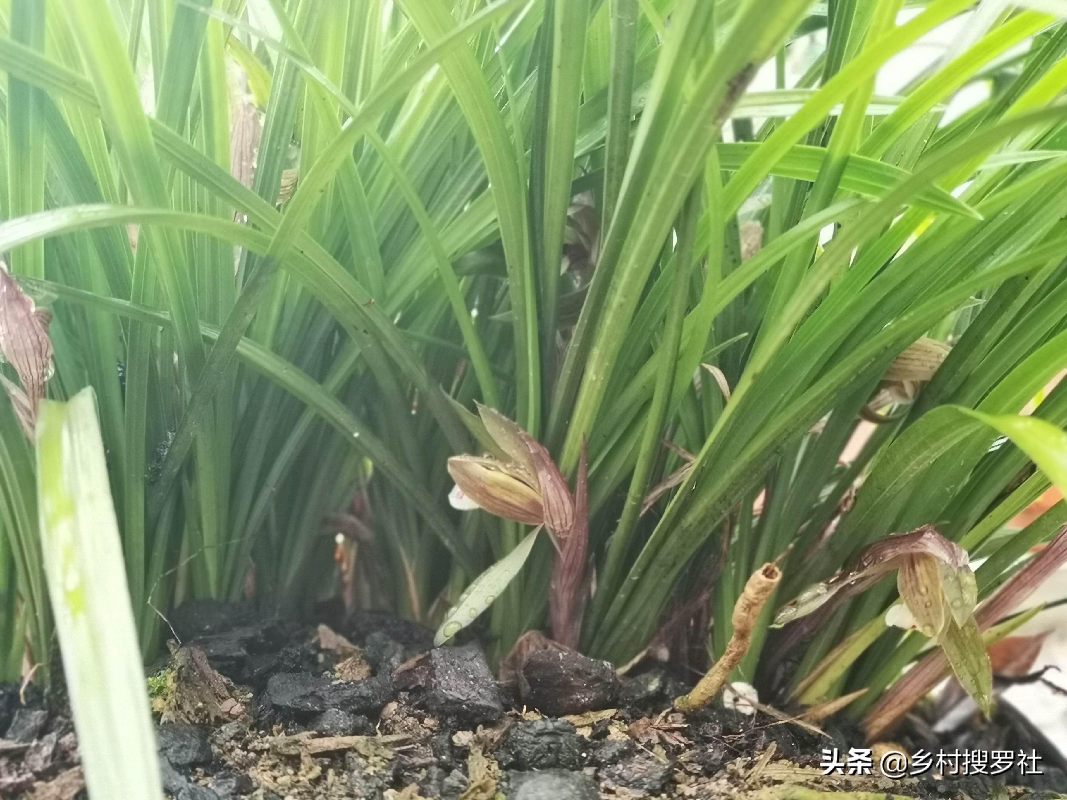 兰花怎么养才能旺盛？兰友：利用土肥水光风，养兰就容易了