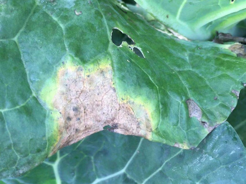 花菜病害图片大全(花菜细菌性黑腐病近期高发) - 赤虎壹号