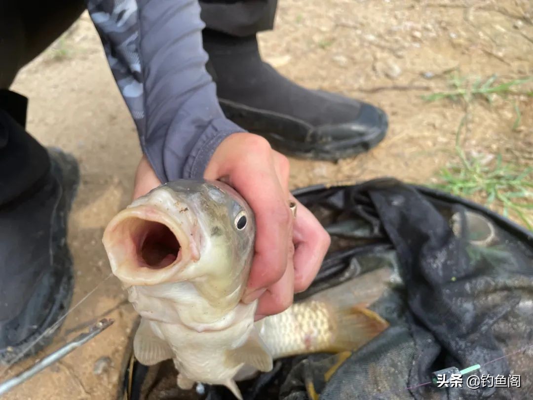 钓鱼人最讨厌的鱼排名！罗非名声最臭，鲤鱼居然也上榜